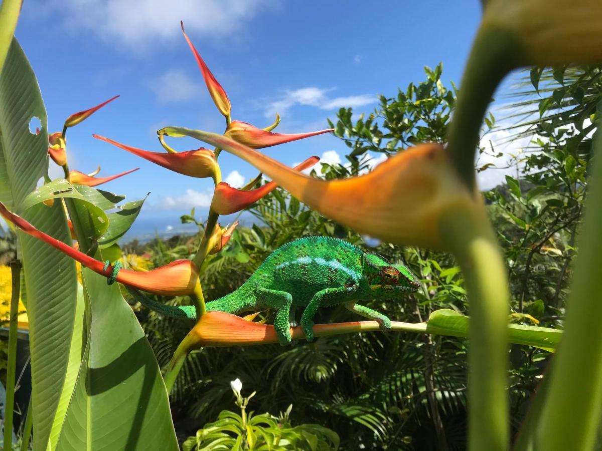 Plumeria Holidays サン・ピエール エクステリア 写真
