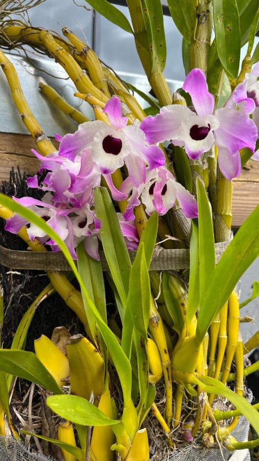 Plumeria Holidays サン・ピエール エクステリア 写真