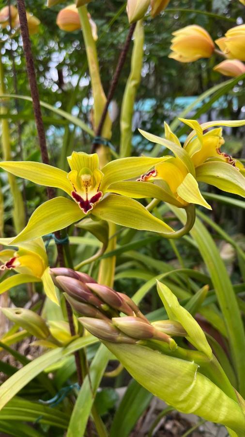 Plumeria Holidays サン・ピエール エクステリア 写真